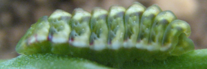Larvae